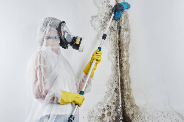 Best Toxic Mold Removal  in Green Island, NY
