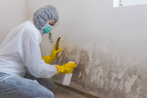 Best Residential Mold Removal  in Green Island, NY