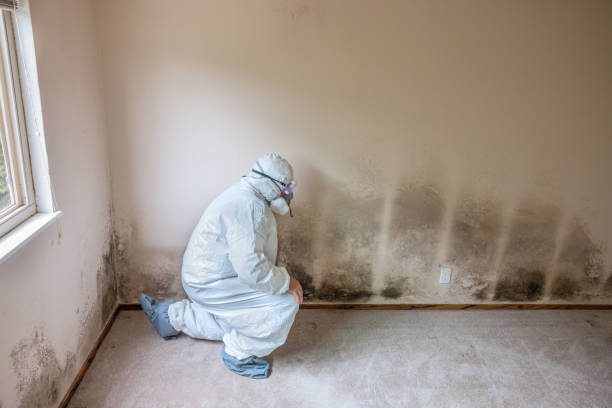Best Residential Mold Removal  in Green Island, NY