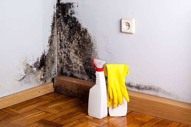 Best Professional Mold Removal  in Green Island, NY