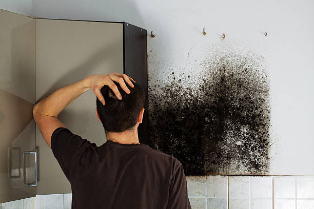 Best Mold Remediation Experts  in Green Island, NY