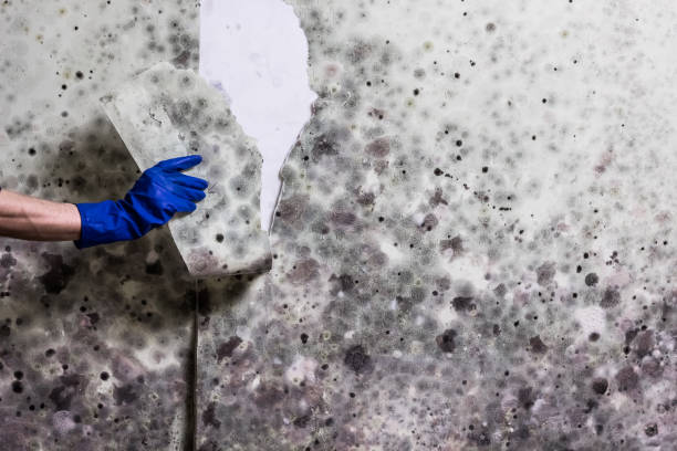 Best Fast Mold Removal  in Green Island, NY