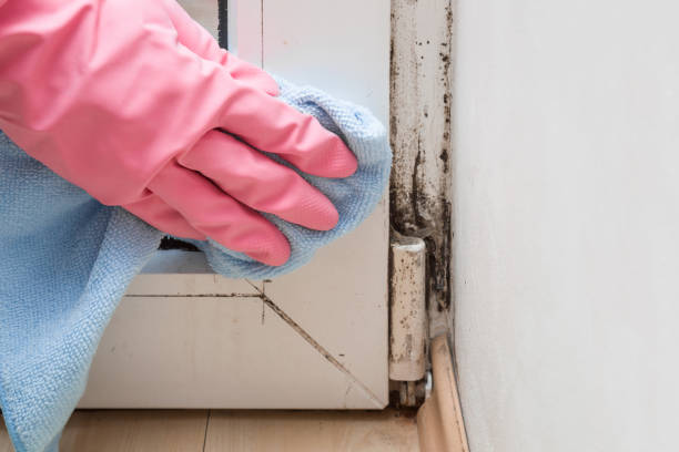 Best Mold Damage Repair  in Green Island, NY